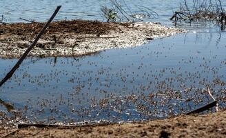 Coastal fly Diptera on the water in the shallow water of the Tiligul estuary, Ukraine photo