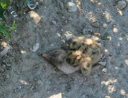 Sandwich tern Thalasseus sandvicensis, tern chick in the nest, Tiligulskiy estuary, Ukraine photo