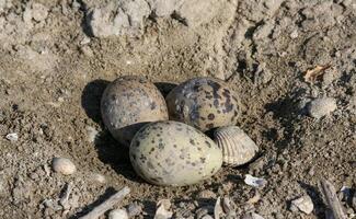 Sandwich tern Thalasseus sandvicensis, nest with eggs on the ground in the lower reaches of the Tiligul estuary, Ukraine photo