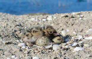 Sandwich tern Thalasseus sandvicensis, tern chick in the nest, Tiligulskiy estuary, Ukraine photo