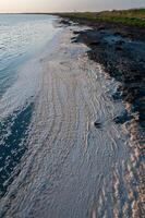 Wavy Dirty foam driven by the wind to the shore of the Tuzlovsky estuary photo