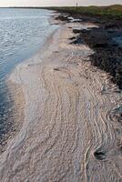 Wavy Dirty foam driven by the wind to the shore of the Tuzlovsky estuary photo