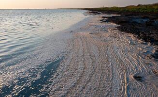 Wavy Dirty foam driven by the wind to the shore of the Tuzlovsky estuary photo