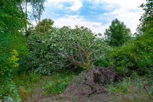 Natural forest landscape, fallen living tree on the bank of the Southern Bug river photo