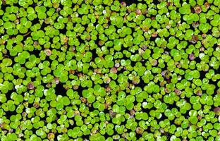 Lemna minor - the common duckweed or lesser duckweed, is an aquatic freshwater plant photo