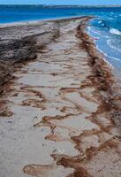 Water bloom, algae thrown onto the sandy shore during the period of mass development of algae in Tiligul estuary photo