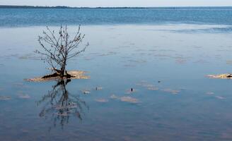 An island with a small tree on a flooded shore in the Tiligul estuary, Ukraine photo