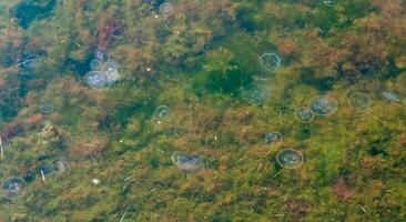 jellyfish Aurelia aurita, jellyfish in the shallow water of the estuary against photo