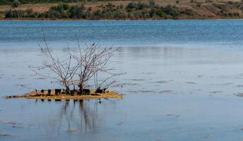 An island with a small tree on a flooded shore in the Tiligul estuary, Ukraine photo
