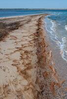 Water bloom, algae thrown onto the sandy shore during the period of mass development of algae in Tiligul estuary photo