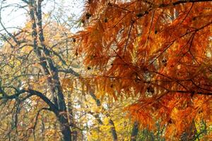Autumn landscape, Colorful trees with yellow foliage in Sofievsky park photo