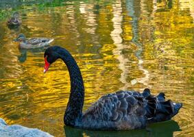 A black swan swims in an artificial lake in Sophia Park, Uman, Ukraine photo