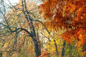Autumn landscape, Colorful trees with yellow foliage in Sofievsky park photo
