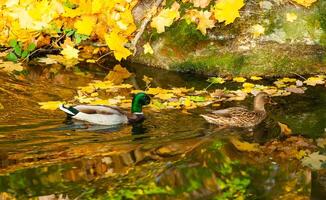 Male and female mallards Anas platyrhynchos swim in a stream in Sofievsky Park in autumn photo