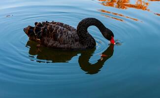 A black swan swims in an artificial lake in Sophia Park, Uman, Ukraine photo
