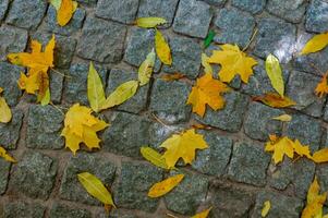 Yellow leaves in autumn lie on paving slabs in Sofiyivka park, Ukraine photo