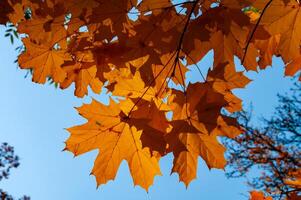 Autumn, yellow maple leaves on a tree, leaf fall in Sophia park, Uman, Ukraine photo