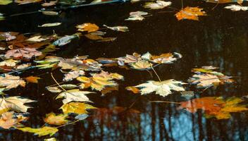 Autumn, yellow leaves sway on the water, reflections in the water. Sofievsky Park, Uman, Ukraine photo