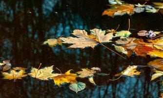 Autumn, yellow leaves sway on the water, reflections in the water. Sofievsky Park, Uman, Ukraine photo