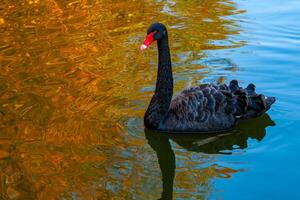 A black swan swims in an artificial lake in Sophia Park, Uman, Ukraine photo