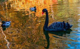A black swan swims in an artificial lake in Sophia Park, Uman, Ukraine photo