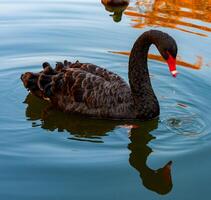 A black swan swims in an artificial lake in Sophia Park, Uman, Ukraine photo