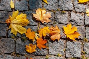 Yellow leaves in autumn lie on paving slabs in Sofiyivka park, Ukraine photo