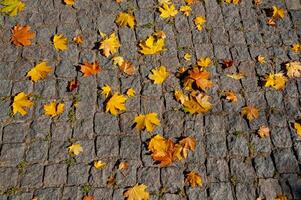 Yellow leaves in autumn lie on paving slabs in Sofiyivka park, Ukraine photo