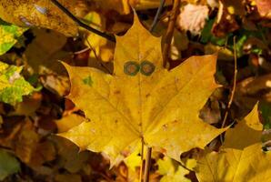 Yellow maple leaves with spots like eyes. Uman, Sofievsky park photo
