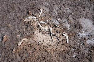 Skeleton of a dead and salted bird on a cracked dry muddy bottom of the Kuyalnik estuary, Ukraine photo