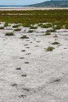 Traces of the hooves of a wild animal on the cracked dry muddy bottom of the Kuyalnik estuary photo