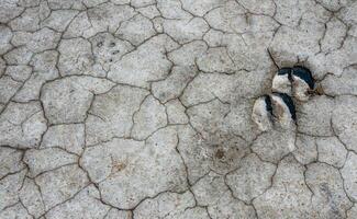 Traces of the hooves of a wild animal on the cracked dry muddy bottom of the Kuyalnik estuary photo