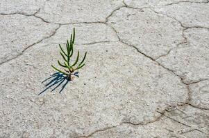 glasswort Salicornia europaea, Salt tolerant plants on cracked earth at the bottom of a dried salty estuary photo