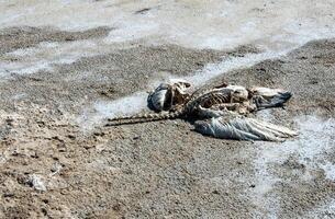 Skeleton of a dead and salted bird on a cracked dry muddy bottom of the Kuyalnik estuary, Ukraine photo