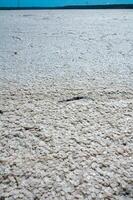 Crystallized salt on a muddy bottom in the upper Kuyalnitsky estuary. Kuyalnik Estuary, Ukraine photo