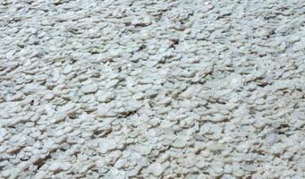 Crystallized salt on a muddy bottom in the upper Kuyalnitsky estuary. Kuyalnik Estuary, Ukraine photo
