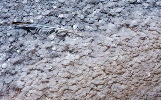 Crystallized salt on a muddy bottom in the upper Kuyalnitsky estuary. Kuyalnik Estuary, Ukraine photo