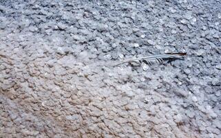 Crystallized salt on a muddy bottom in the upper Kuyalnitsky estuary. Kuyalnik Estuary, Ukraine photo
