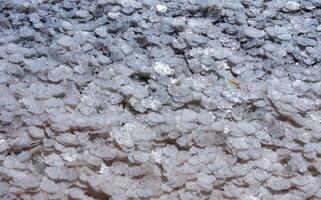 Crystallized salt on a muddy bottom in the upper Kuyalnitsky estuary. Kuyalnik Estuary, Ukraine photo