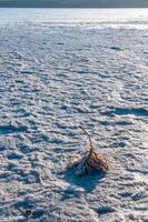 Self-precipitating table salt sodium chloride on the surface of dried plants photo