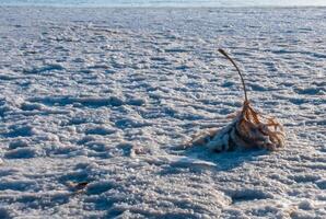 Self-precipitating table salt sodium chloride on the surface of dried plants photo