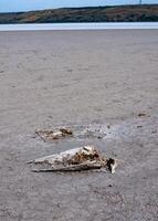 Skeleton of a dead and salted bird on a cracked dry muddy bottom of the Kuyalnik estuary photo