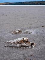 Skeleton of a dead and salted bird on a cracked dry muddy bottom of the Kuyalnik estuary photo