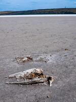 Skeleton of a dead and salted bird on a cracked dry muddy bottom of the Kuyalnik estuary photo