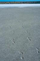 Human footprints on the dry, salt-covered muddy bottom photo