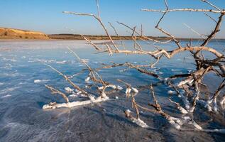 Self-precipitating table salt sodium chloride on the surface of dried plants photo