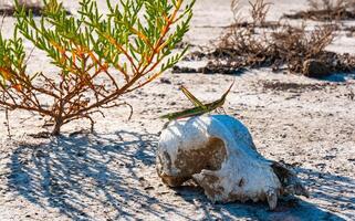 Acrida ungarica, insect sits on an old skull of a predatory animal against the background of cracked mud photo