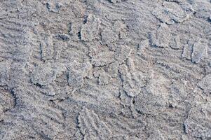 Self-precipitating table salt sodium chloride on the surface of dried plants at the bottom of the Kuyalnik estuary, Odessa region, Ukraine photo