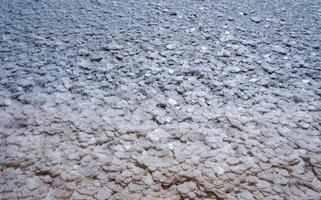 Self-precipitating table salt sodium chloride on the surface of dried plants photo