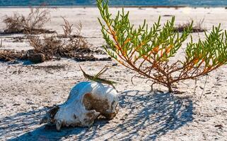 Acrida ungarica, insect sits on an old skull of a predatory animal against the background of cracked mud photo